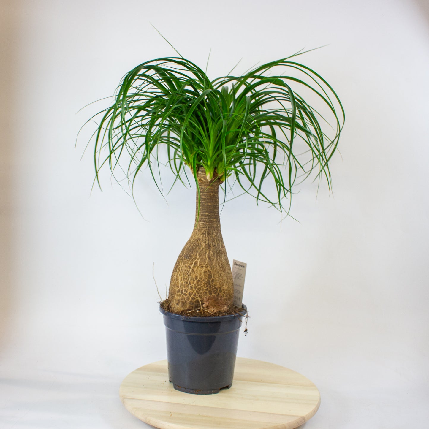 Beaucarnea Recurvata 17cm H60cm