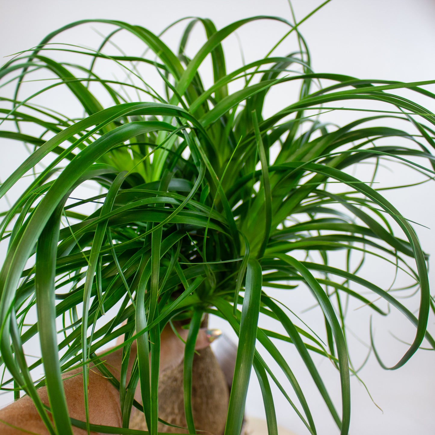 Beaucarnea Recurvata 17cm H60cm
