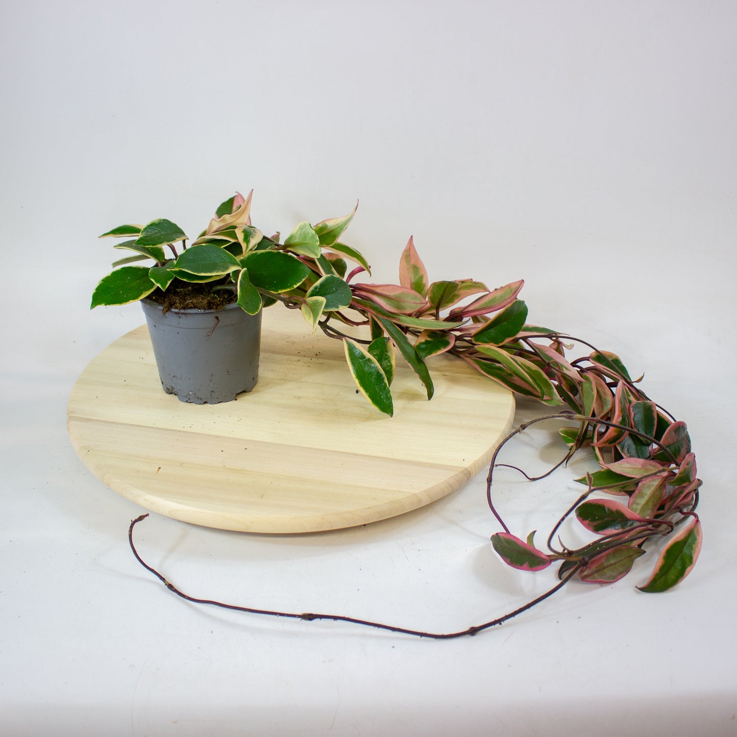 Hoya Carnosa Flamingo Dream 11cm H30cm