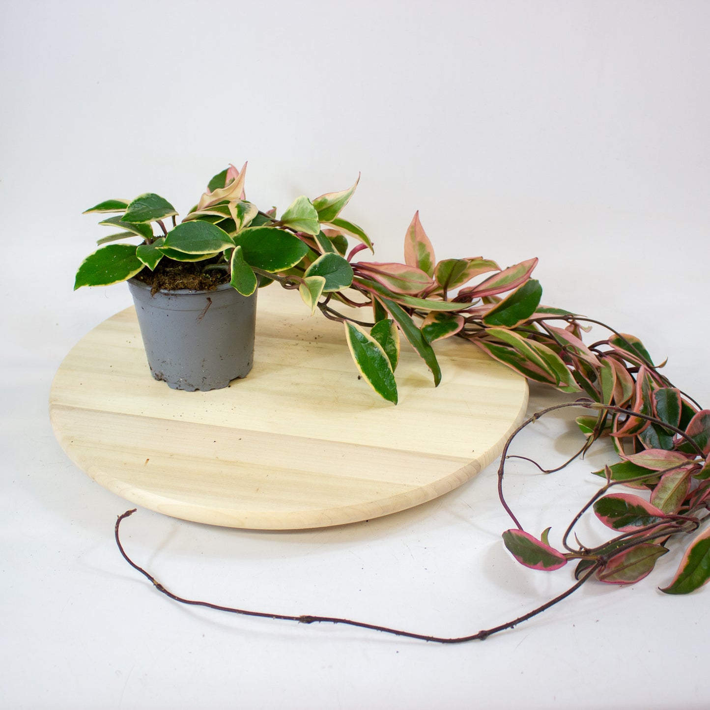 Hoya Carnosa Flamingo Dream 11cm H30cm