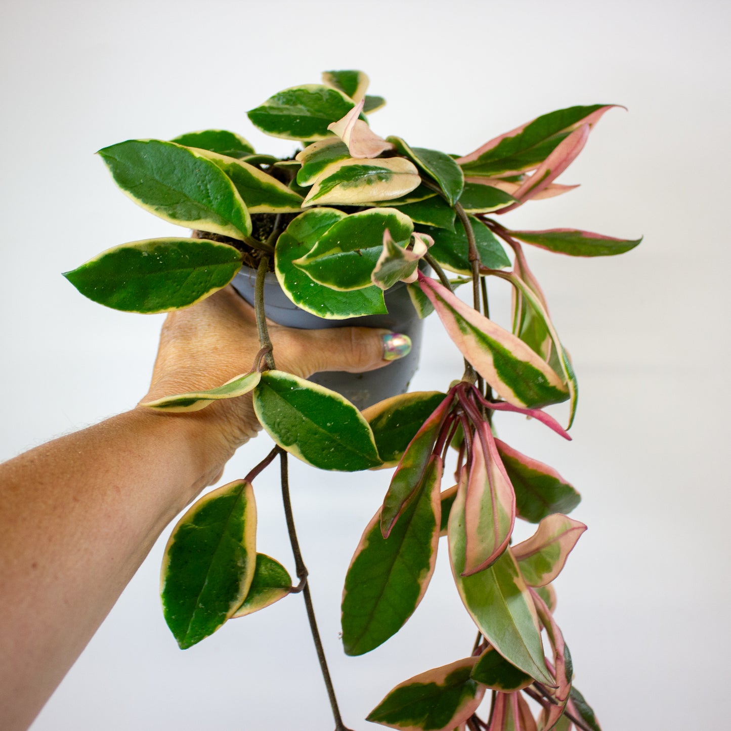 Hoya Carnosa Flamingo Dream 11cm H30cm