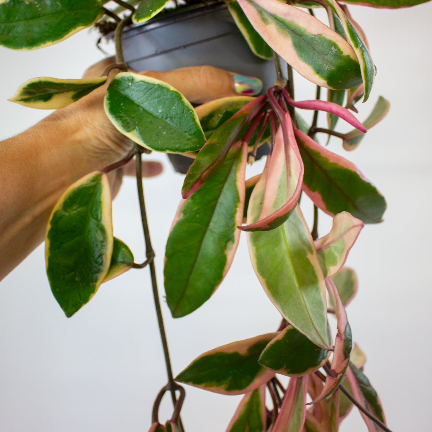 Hoya Carnosa Flamingo Dream 11cm H30cm