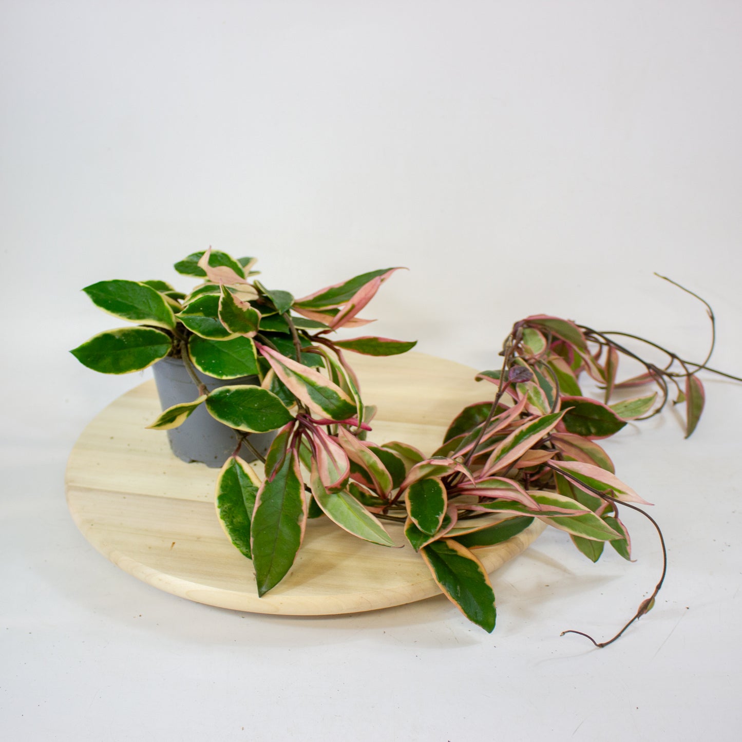 Hoya Carnosa Flamingo Dream 11cm H30cm