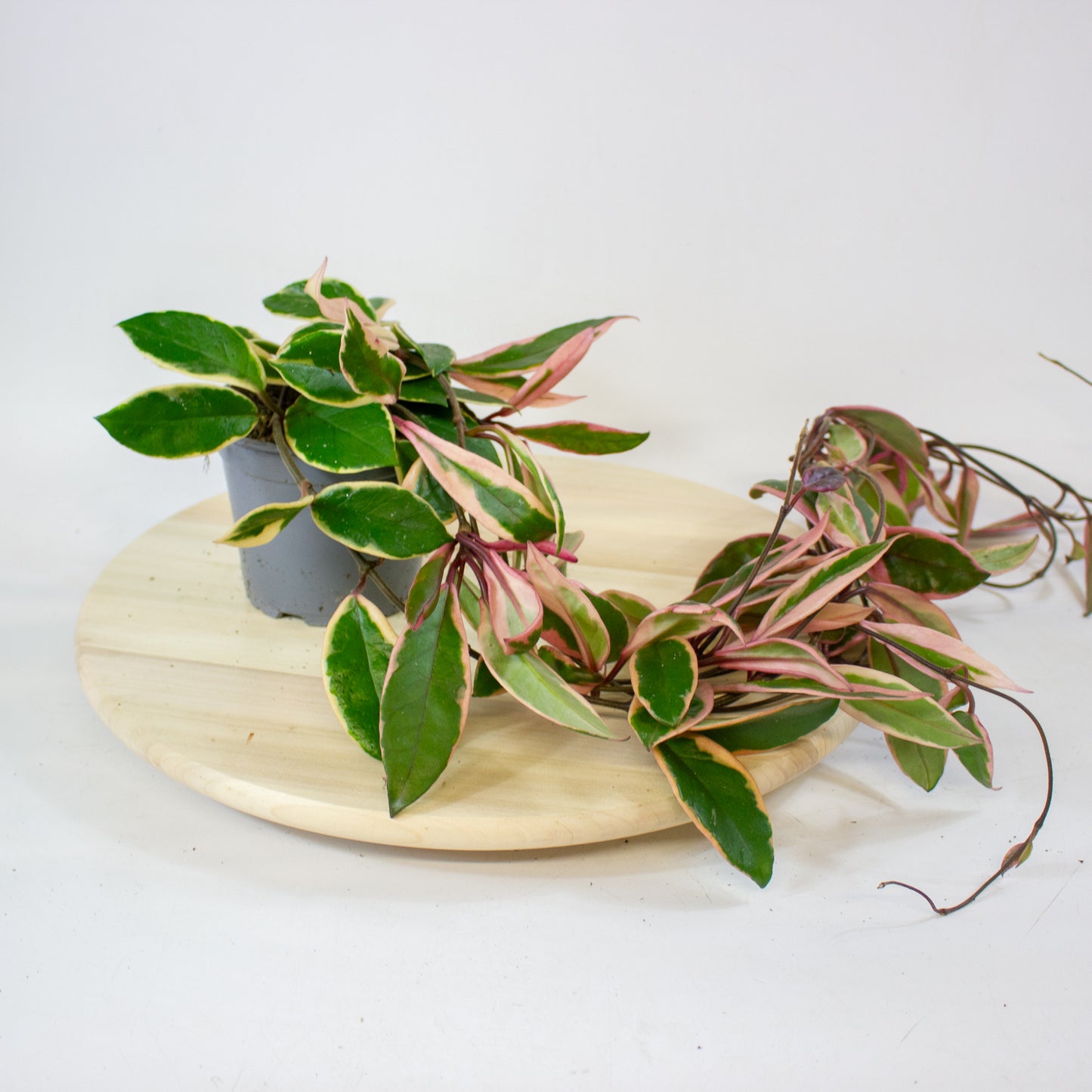 Hoya Carnosa Flamingo Dream 11cm H30cm