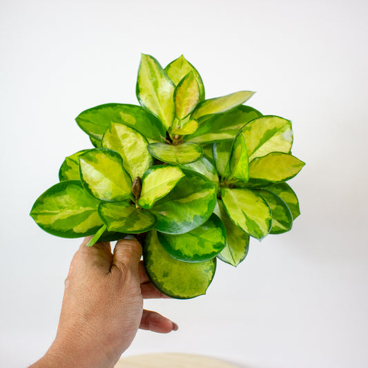 Hoya Australis Blondie 12cm H10cm