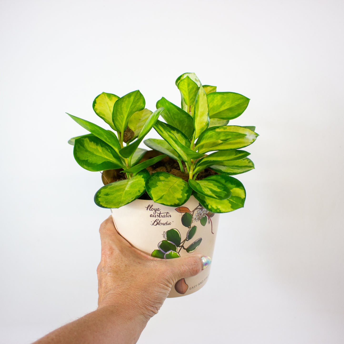 Hoya Australis Blondie 12cm H10cm