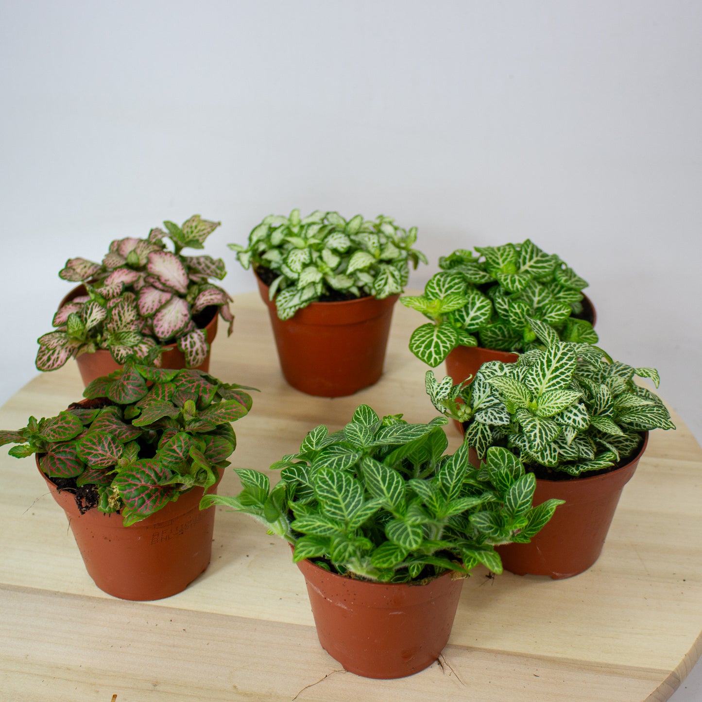 Fittonia  'Choose one from our selection' 8.5cm H10cm