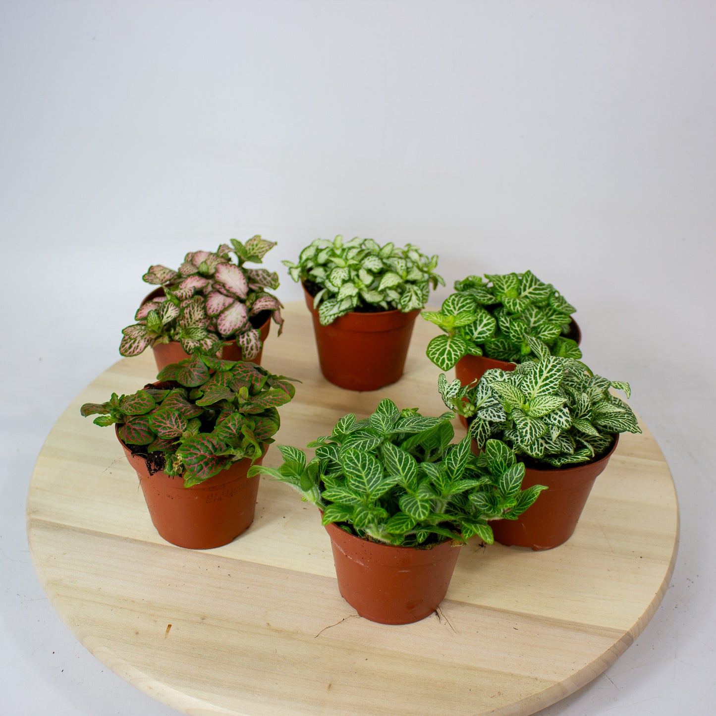 Fittonia  'Choose one from our selection' 8.5cm H10cm
