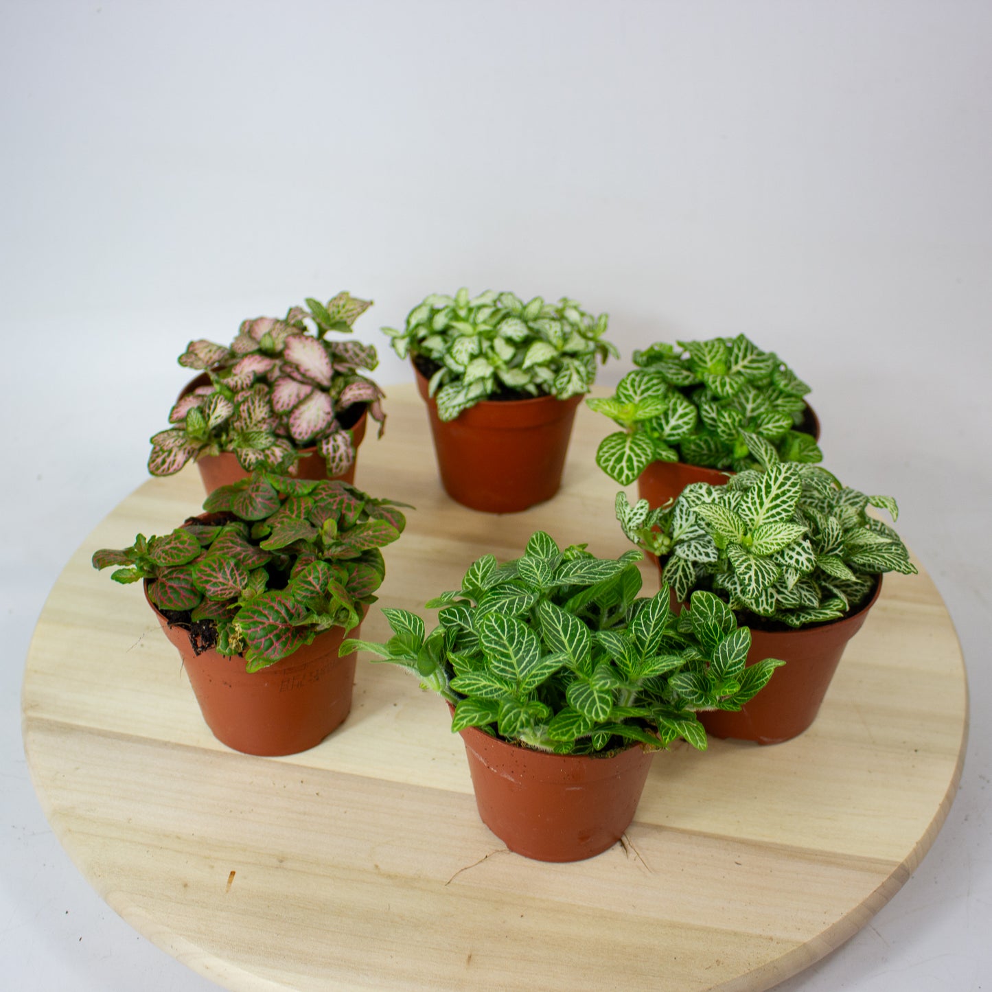 Fittonia  'Choose one from our selection' 8.5cm H10cm