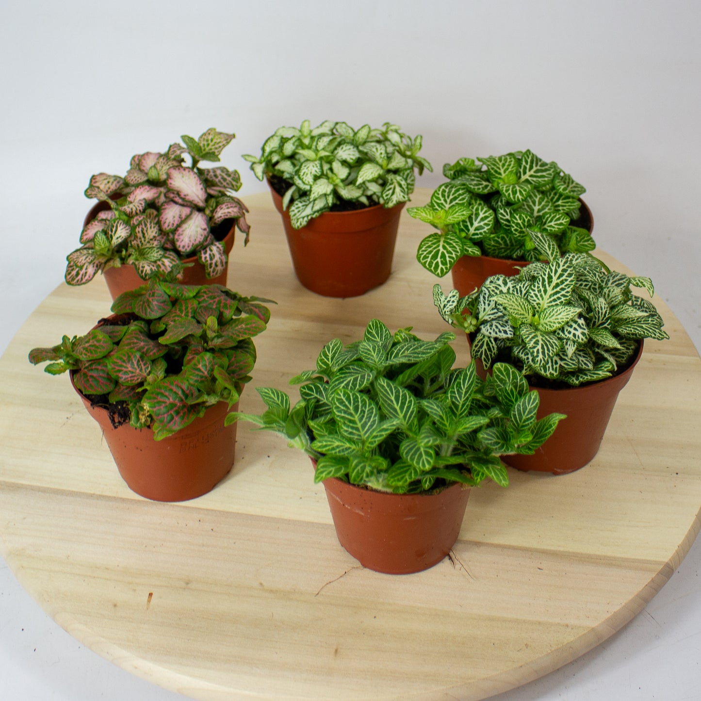 Fittonia  'Choose one from our selection' 8.5cm H10cm
