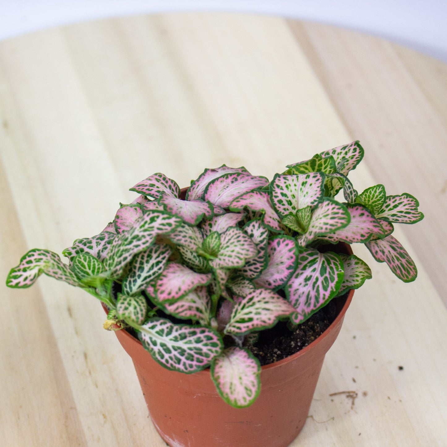 Fittonia  'Choose one from our selection' 8.5cm H10cm