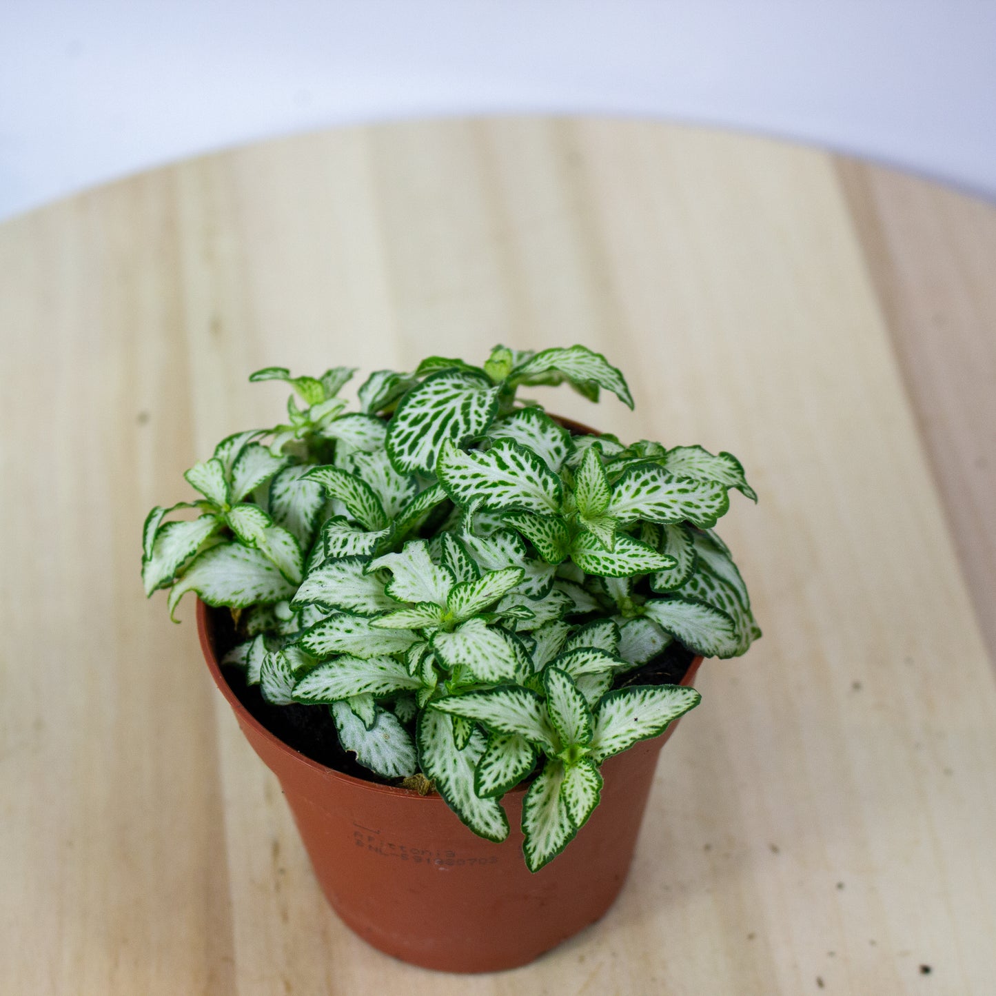 Fittonia  'Choose one from our selection' 8.5cm H10cm
