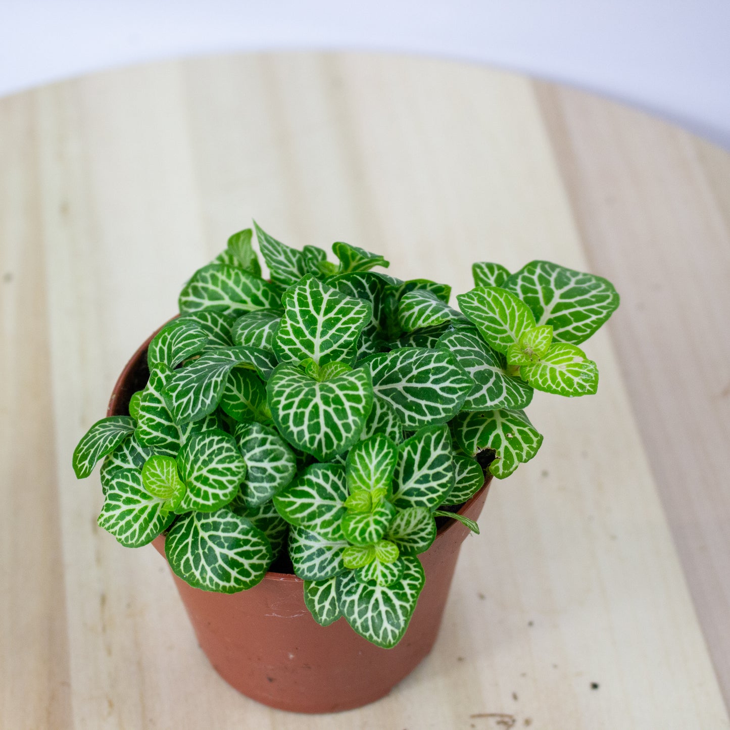 Fittonia  'Choose one from our selection' 8.5cm H10cm