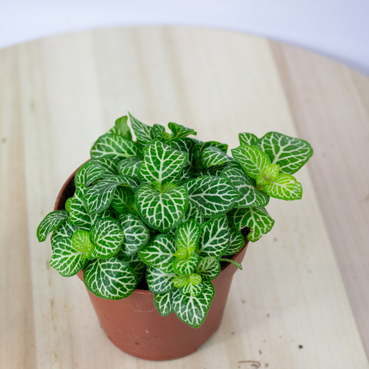 Fittonia  'Choose one from our selection' 8.5cm H10cm