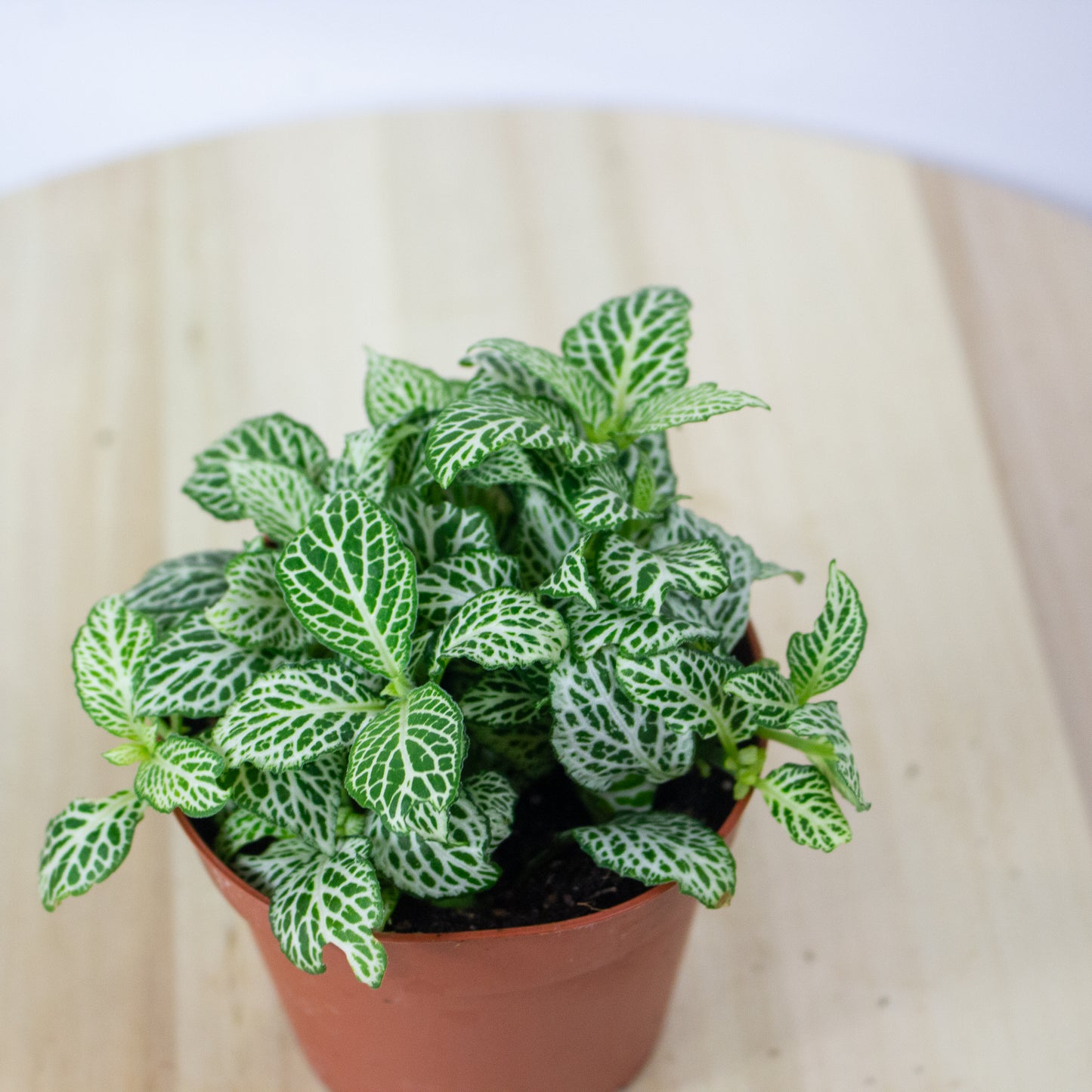 Fittonia  'Choose one from our selection' 8.5cm H10cm