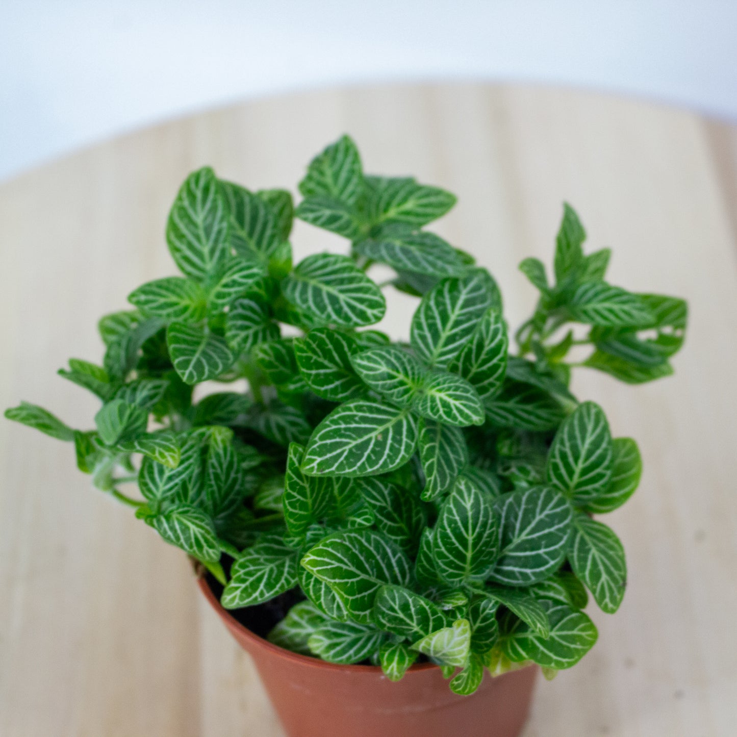 Fittonia  'Choose one from our selection' 8.5cm H10cm