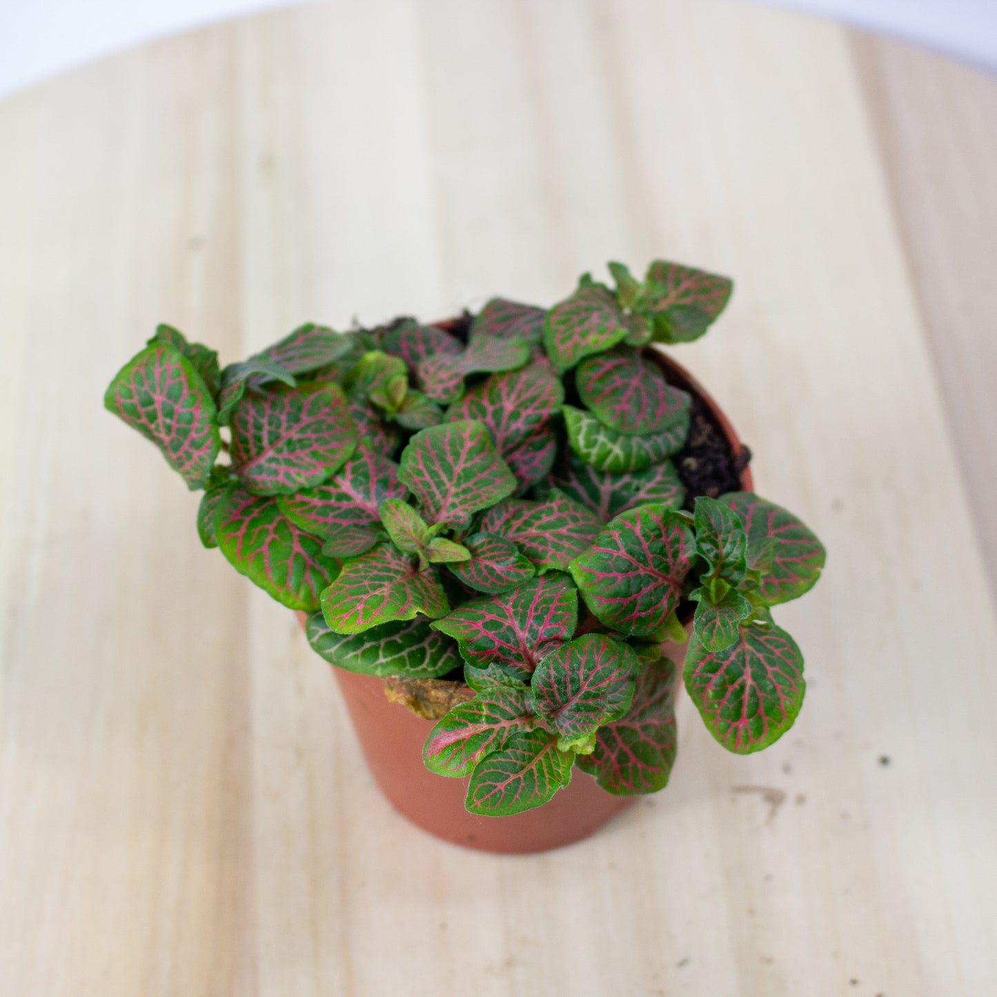 Fittonia  'Choose one from our selection' 8.5cm H10cm