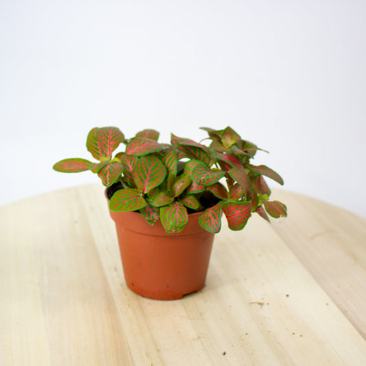 Fittonia Mosaic Skeleton 8.5cm H12cm
