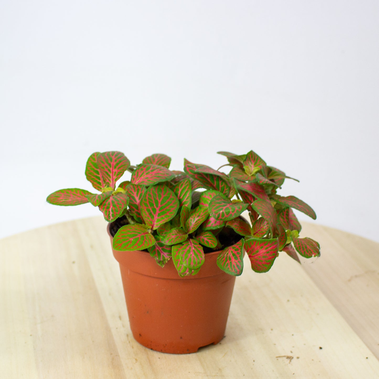 Fittonia Mosaic Skeleton 8.5cm H12cm