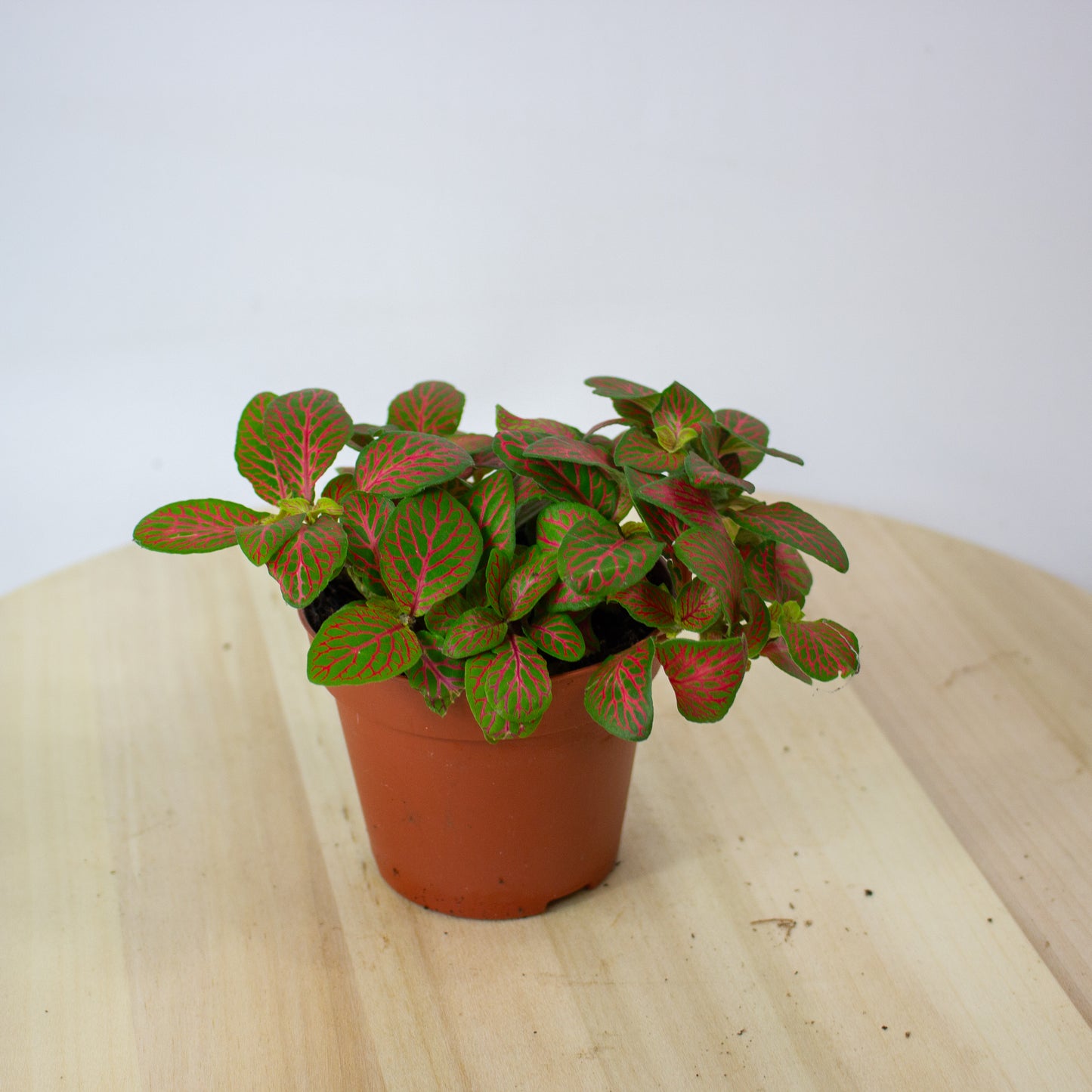 Fittonia Mosaic Skeleton 8.5cm H12cm