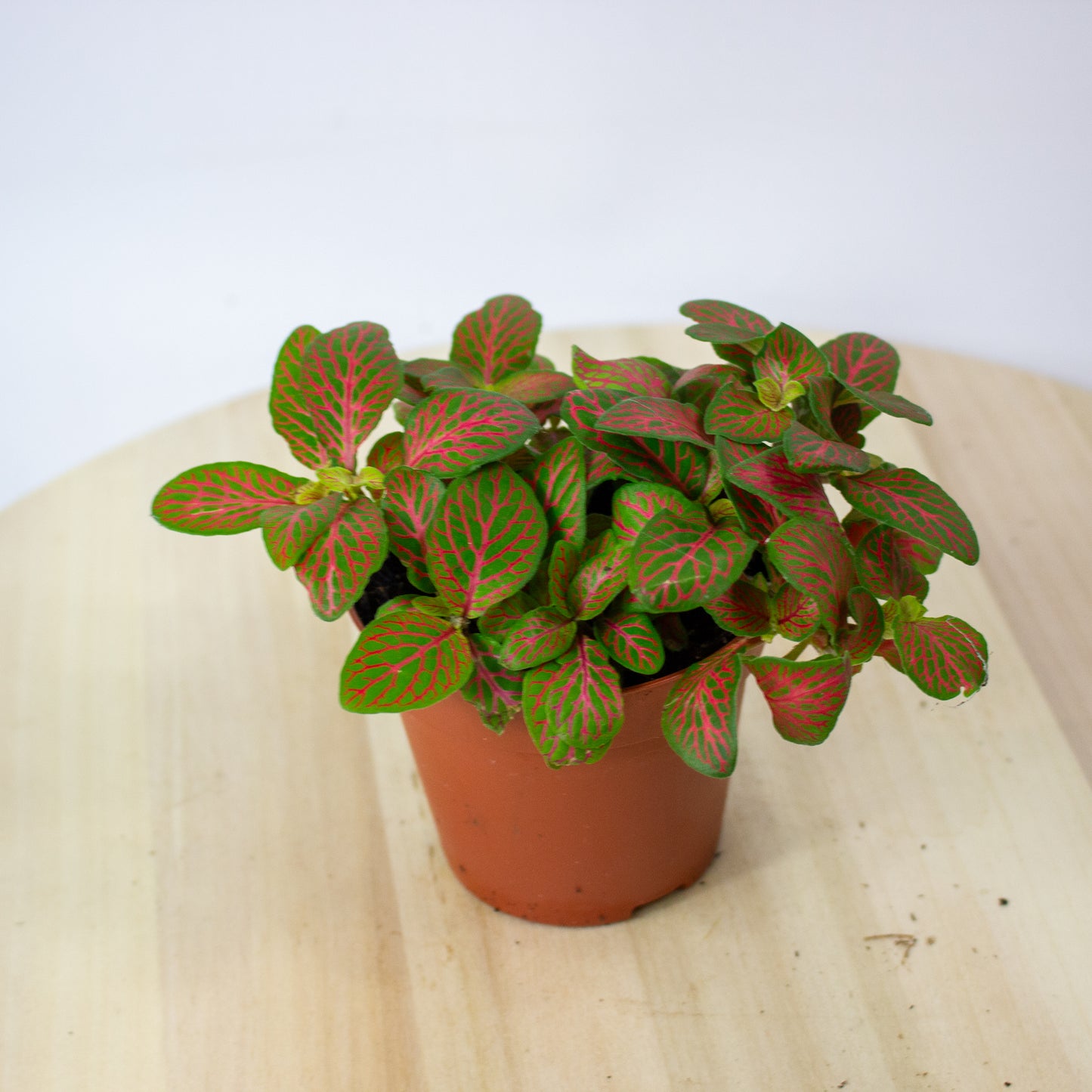 Fittonia Mosaic Skeleton 8.5cm H12cm
