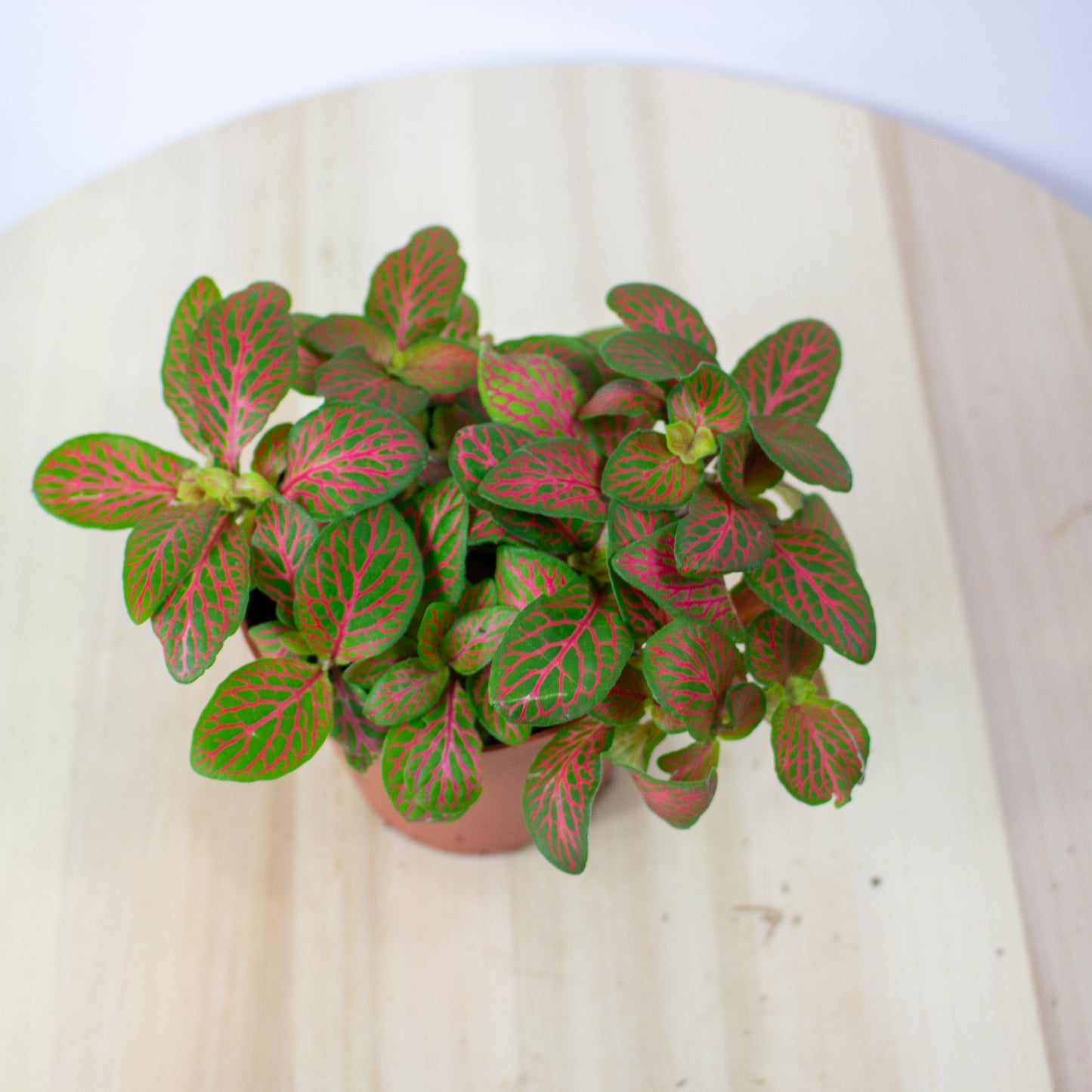 Fittonia Mosaic Skeleton 8.5cm H12cm