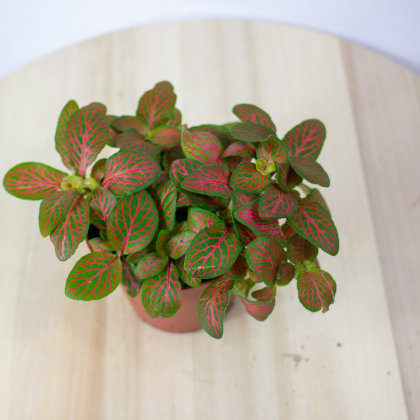 Fittonia Mosaic Skeleton 8.5cm H12cm