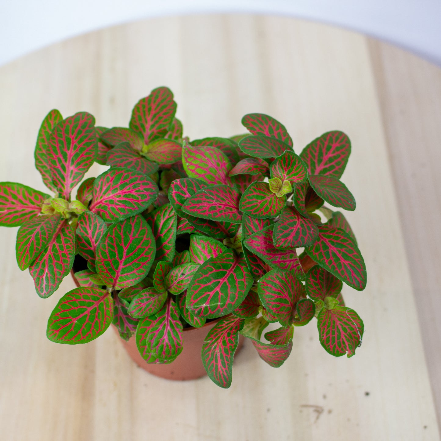 Fittonia Mosaic Skeleton 8.5cm H12cm