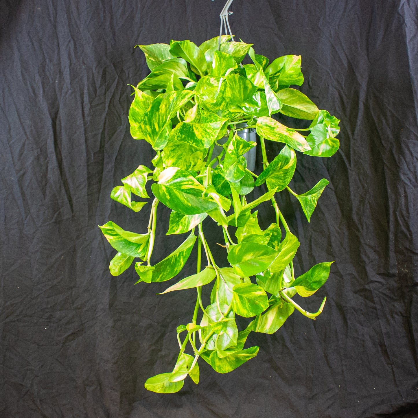 Epipremnum aureum  15cm H45cm