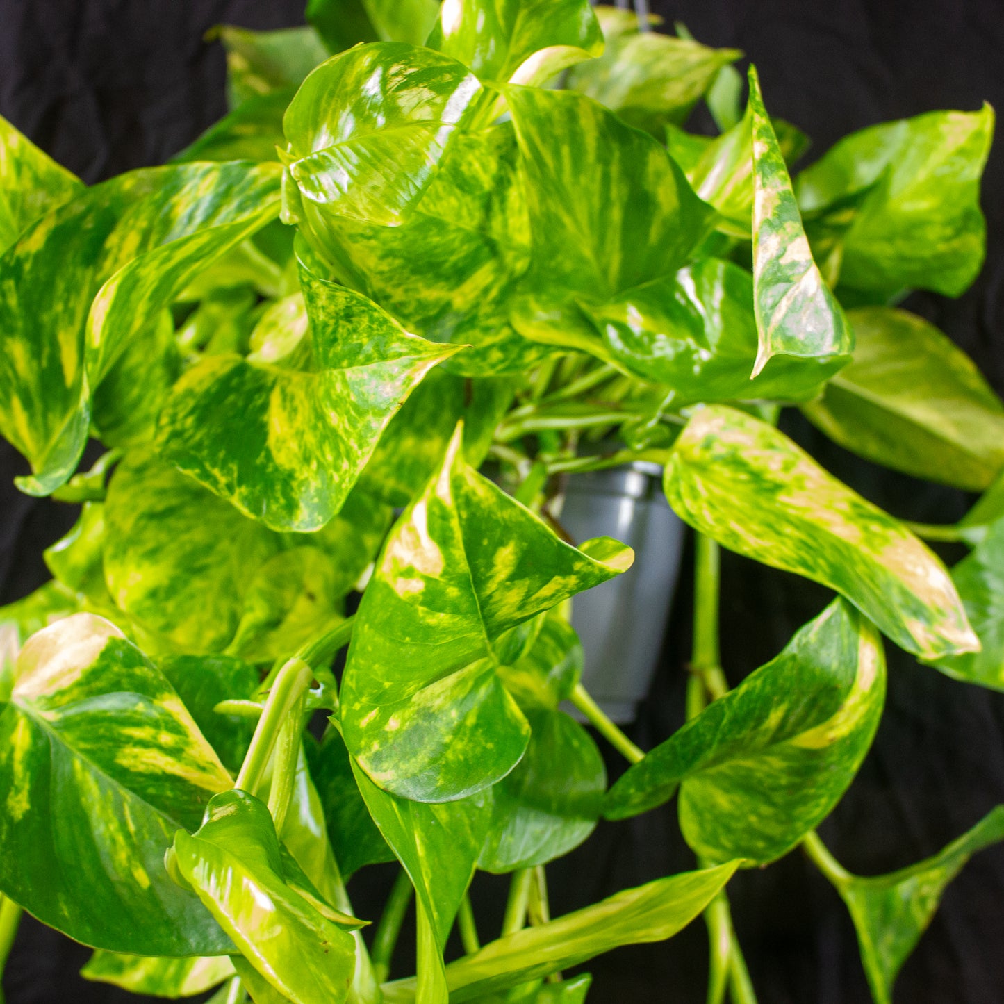 Epipremnum aureum  15cm H45cm