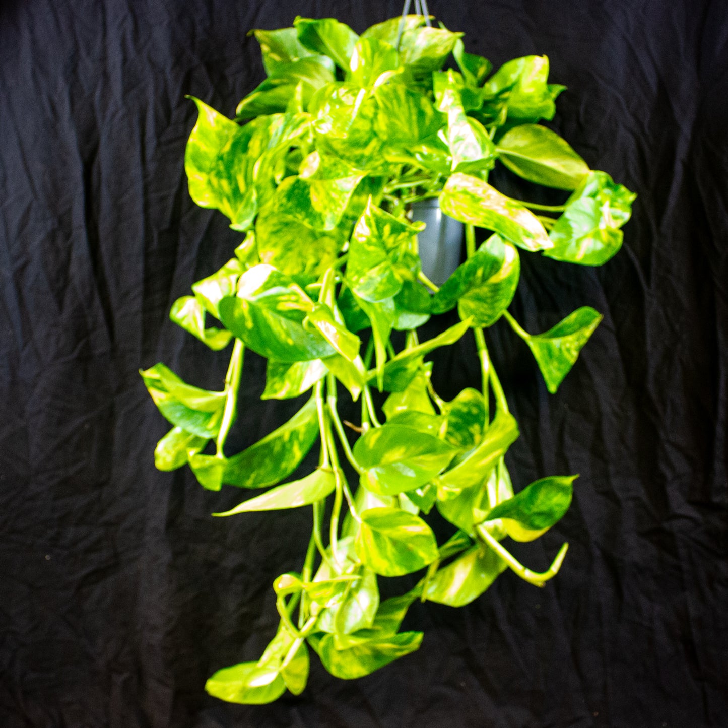 Epipremnum aureum  15cm H45cm