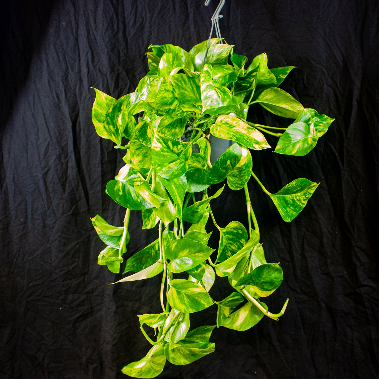 Epipremnum aureum  15cm H45cm