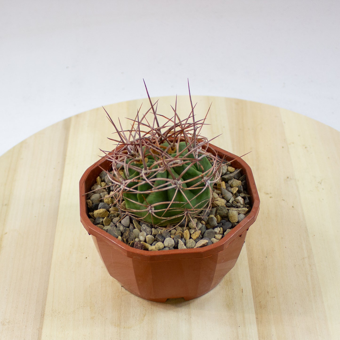 Cacti from Curious Cacti, Choose one from our selection
