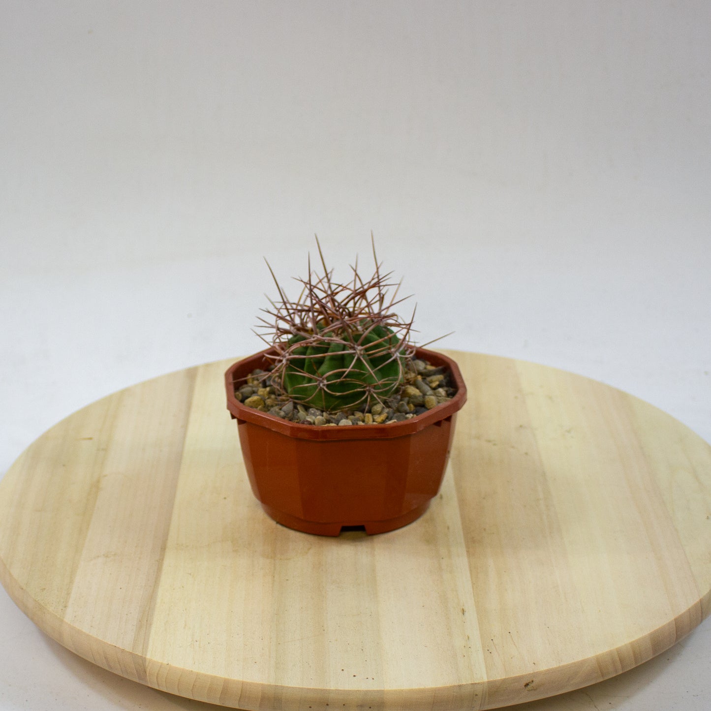 Cacti from Curious Cacti, Choose one from our selection