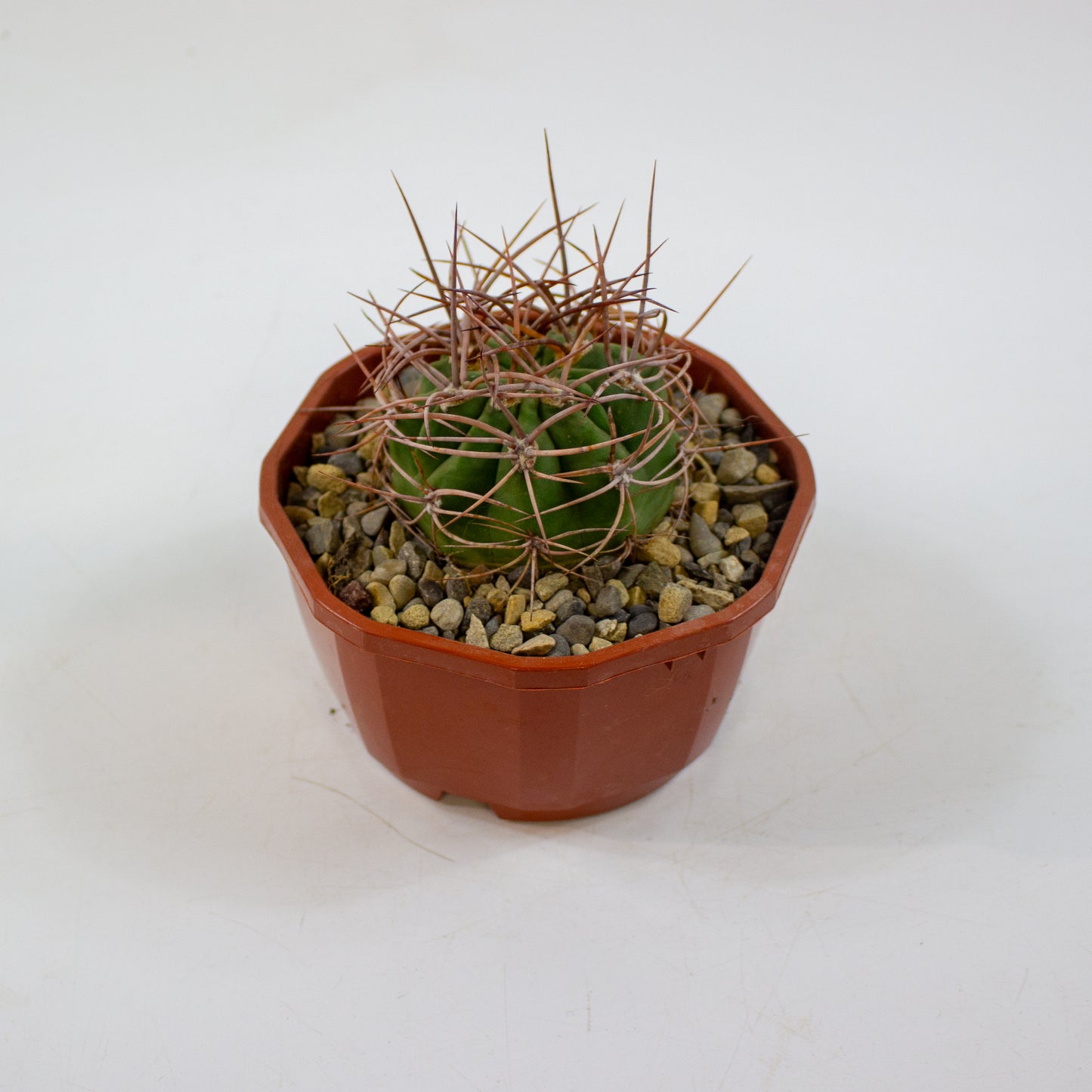 Cacti from Curious Cacti, Choose one from our selection