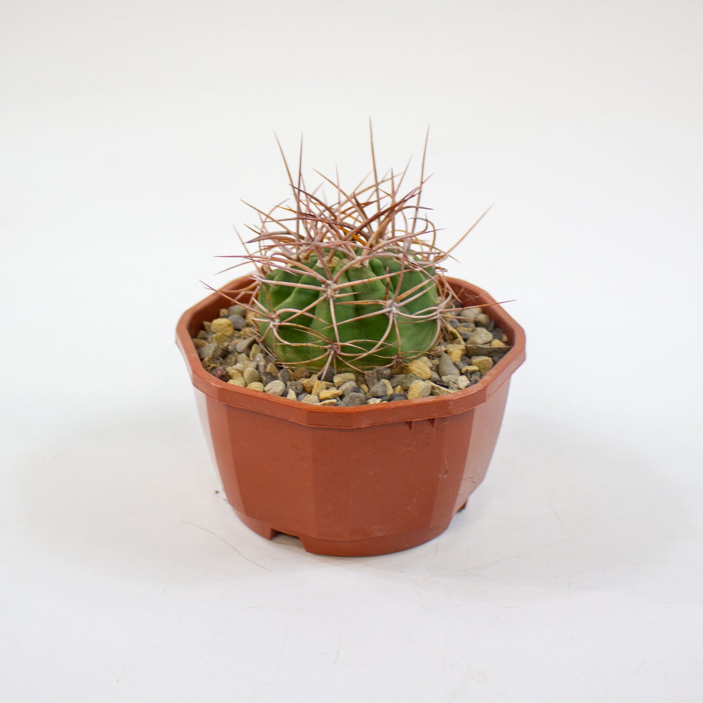 Cacti from Curious Cacti, Choose one from our selection