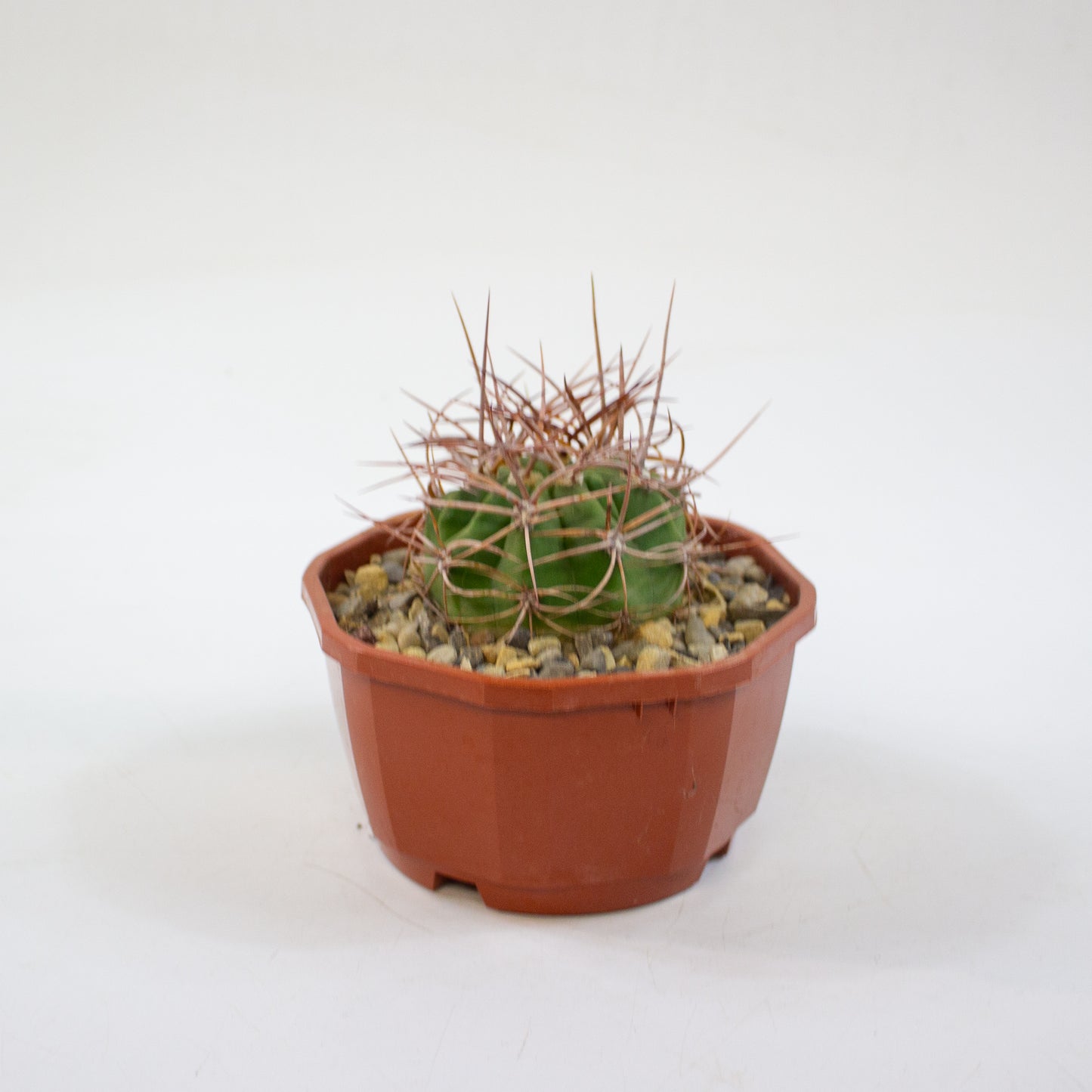 Cacti from Curious Cacti, Choose one from our selection