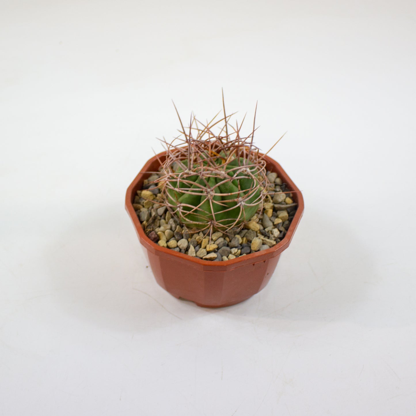 Cacti from Curious Cacti, Choose one from our selection