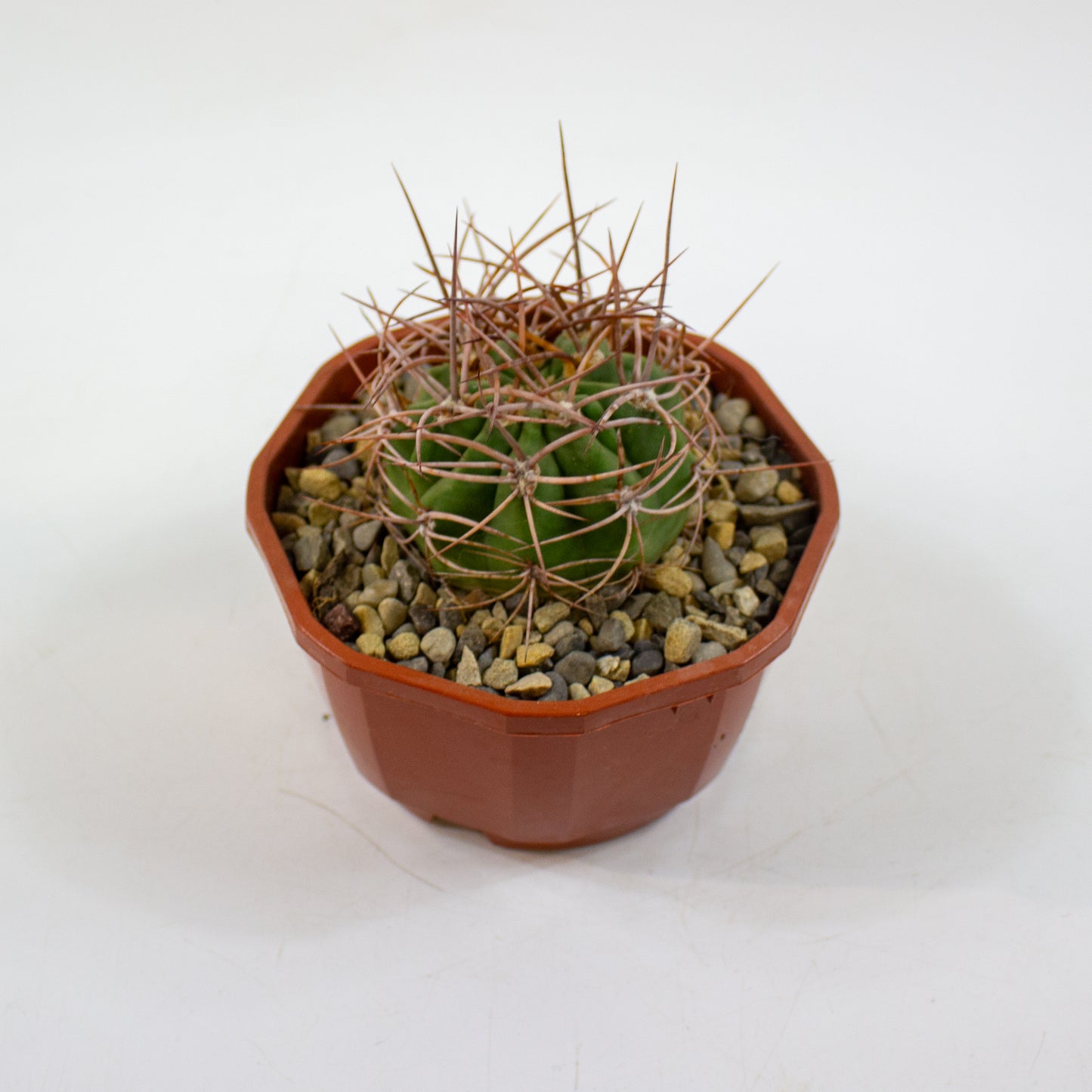 Cacti from Curious Cacti, Choose one from our selection