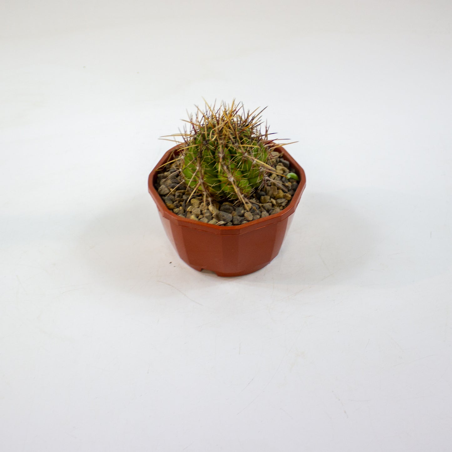 Cacti from Curious Cacti, Choose one from our selection