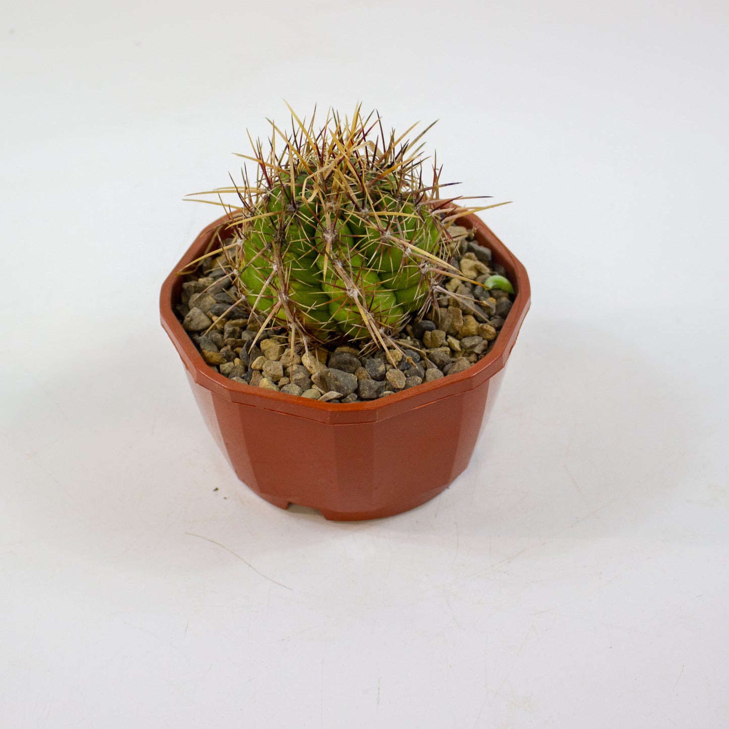 Cacti from Curious Cacti, Choose one from our selection