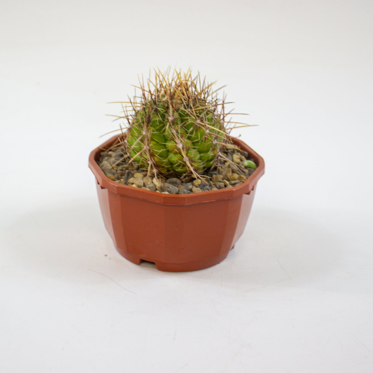 Cacti from Curious Cacti, Choose one from our selection