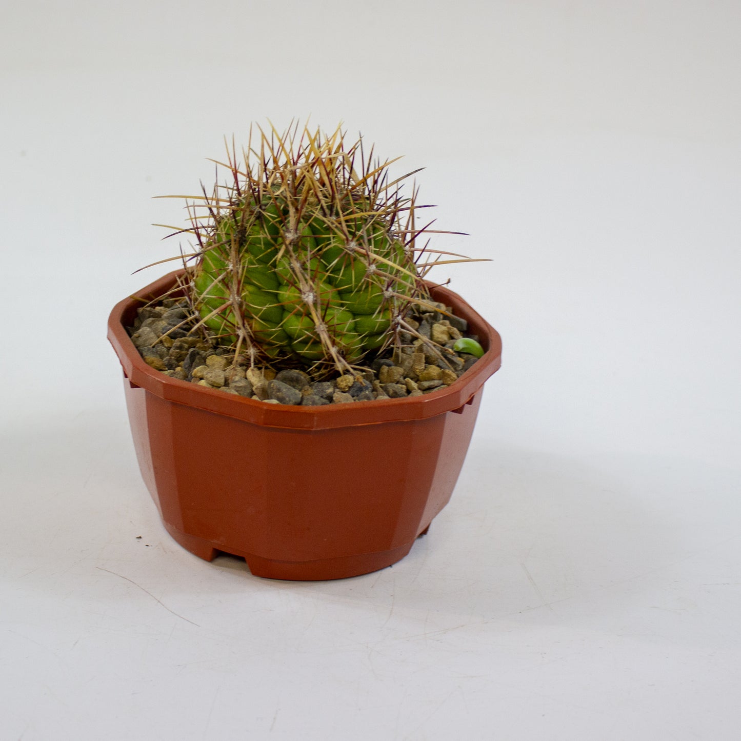 Cacti from Curious Cacti, Choose one from our selection