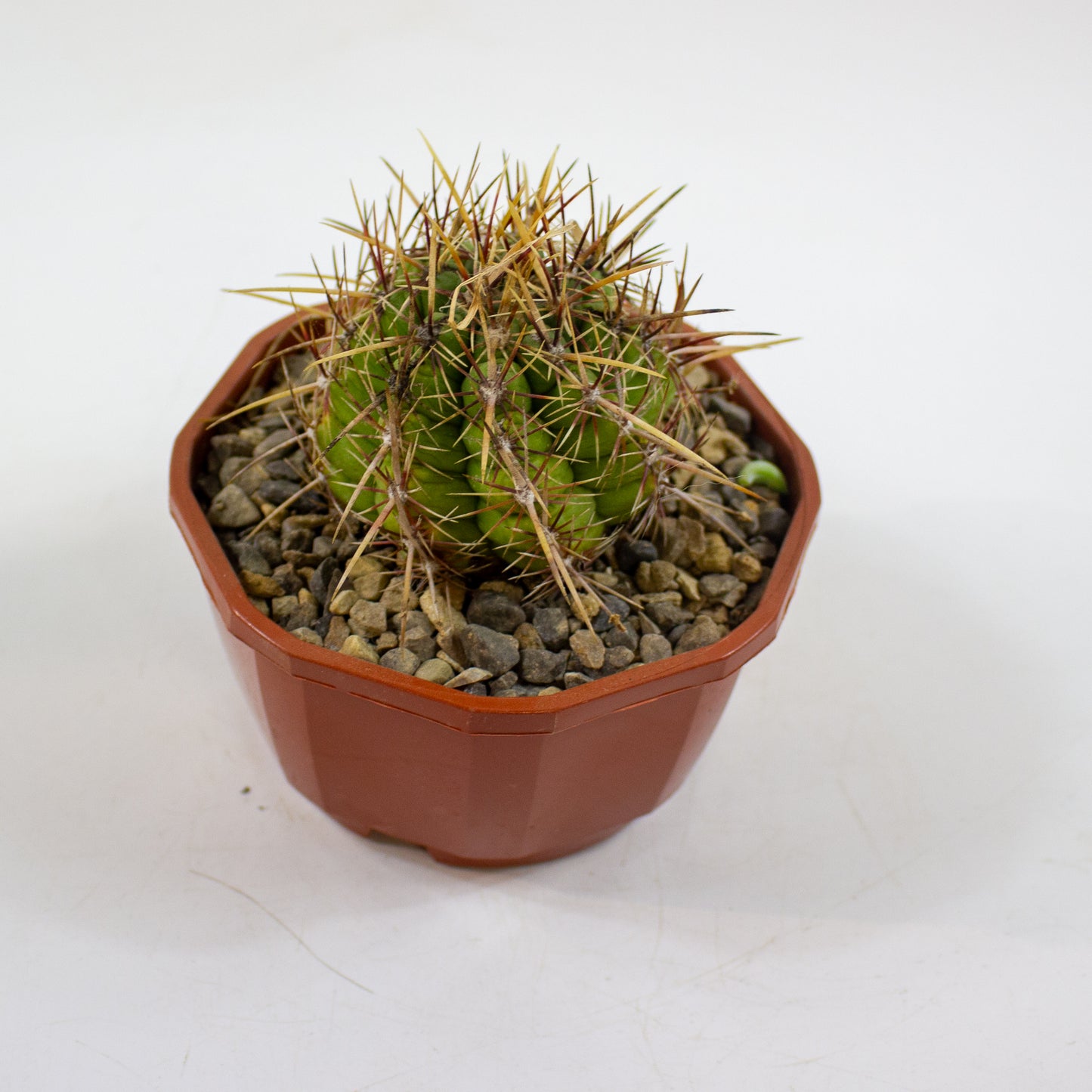 Cacti from Curious Cacti, Choose one from our selection