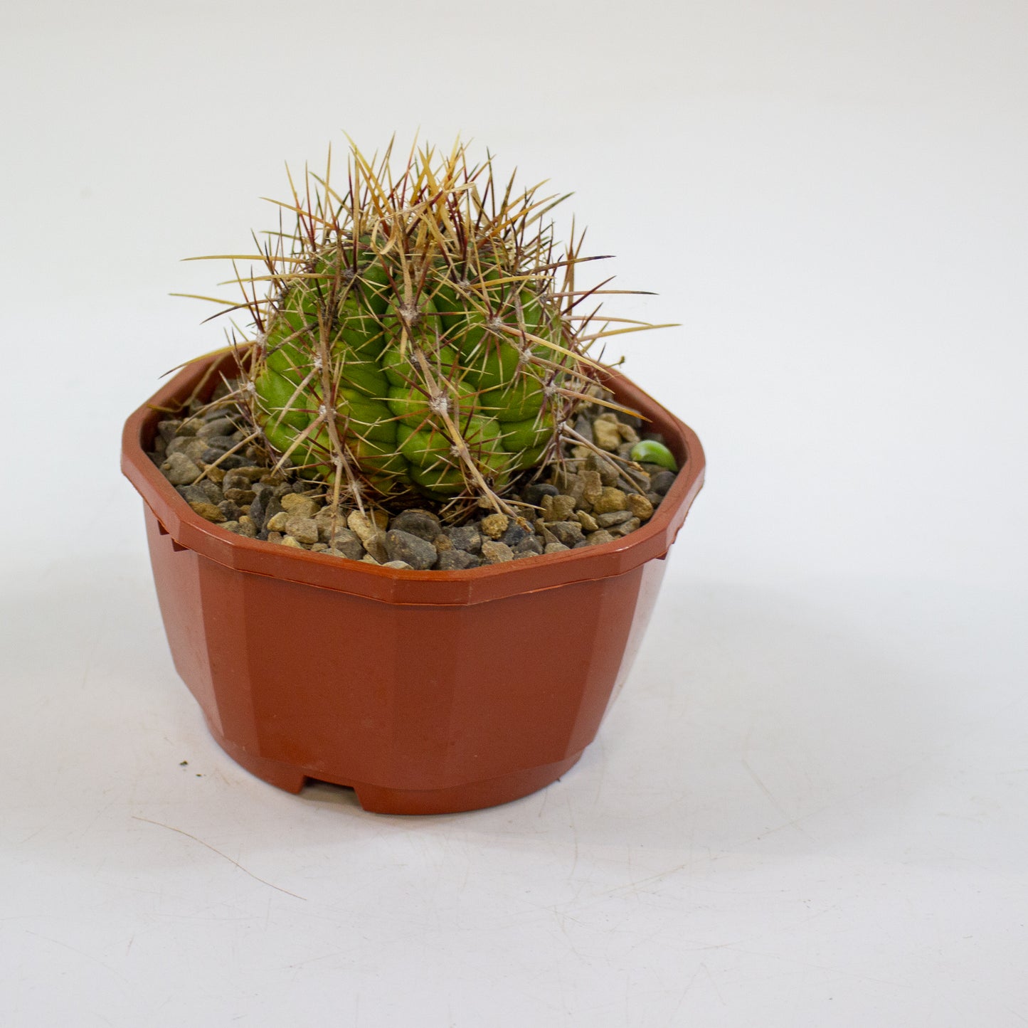 Cacti from Curious Cacti, Choose one from our selection