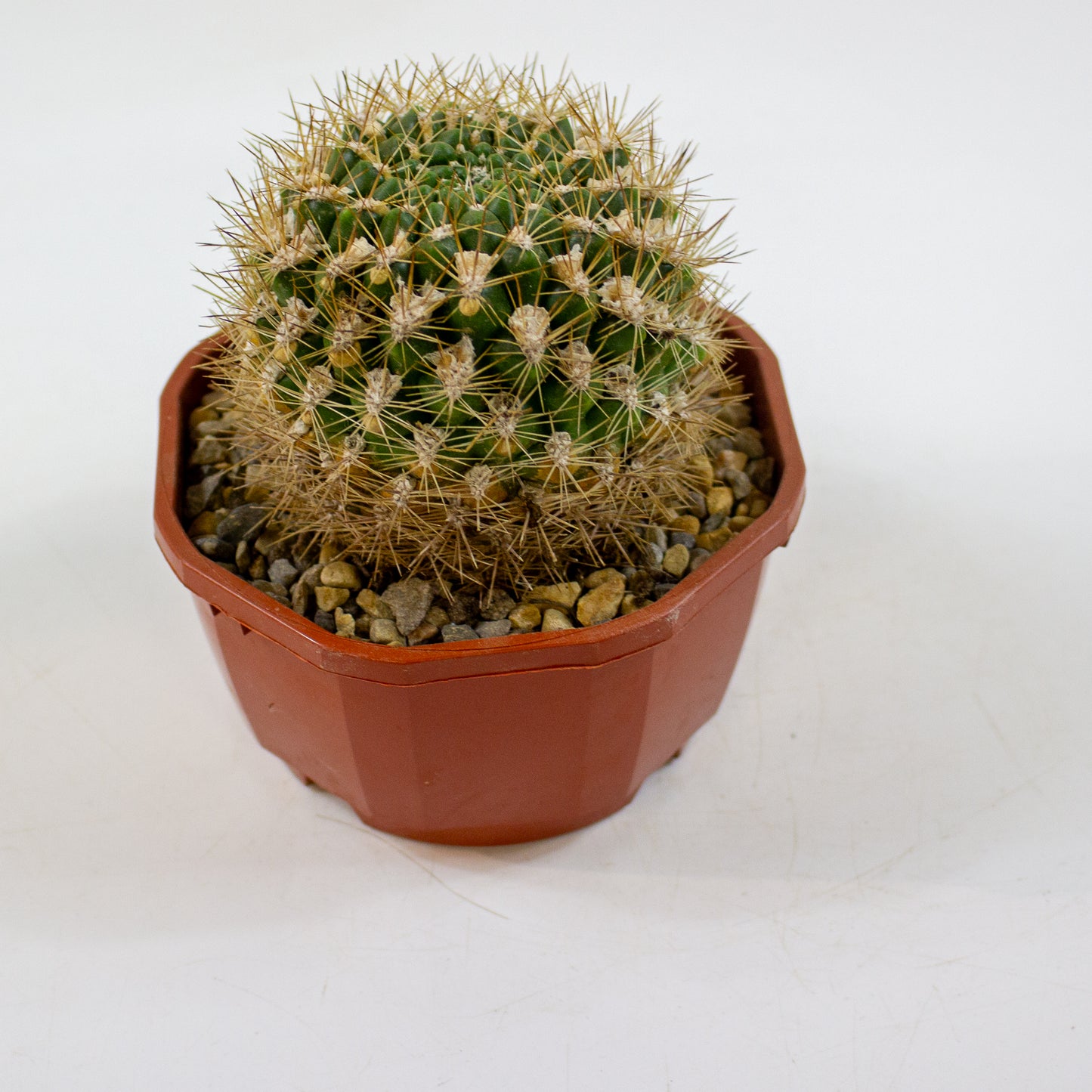 Cacti from Curious Cacti, Choose one from our selection