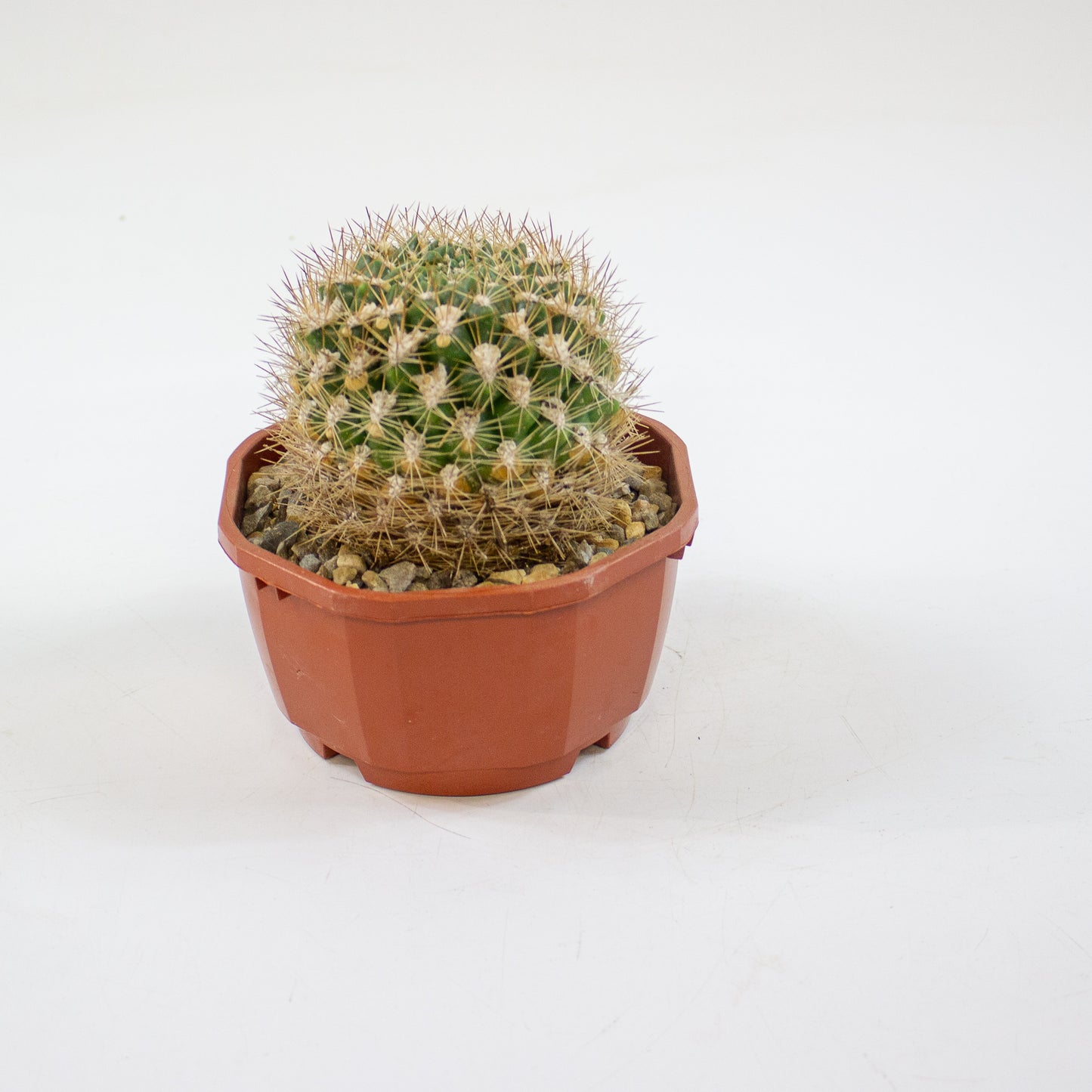 Cacti from Curious Cacti, Choose one from our selection