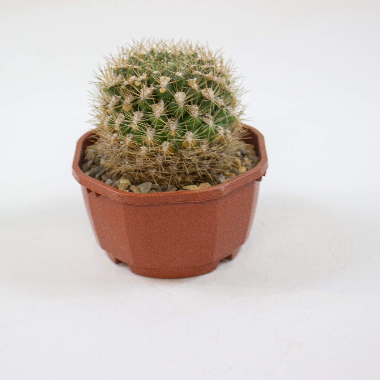 Cacti from Curious Cacti, Choose one from our selection