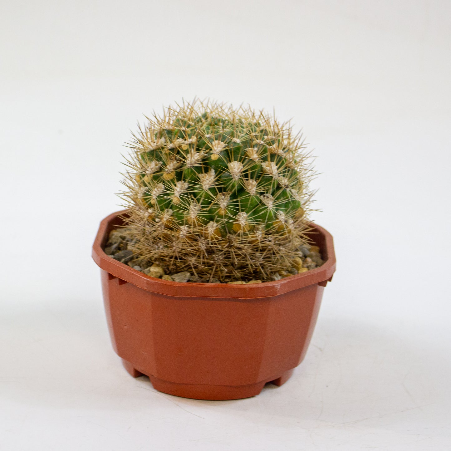 Cacti from Curious Cacti, Choose one from our selection