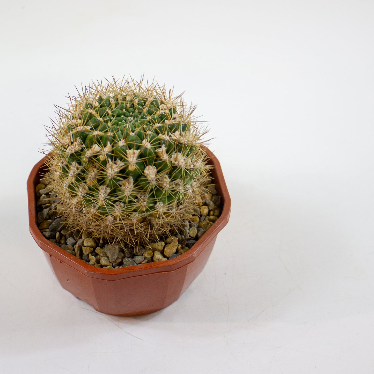 Cacti from Curious Cacti, Choose one from our selection